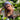 SOPHIA cotton headband – soft retro style with modern comfort